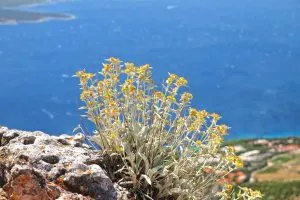 Typische Pflanzen Im Mittelmeerraum Attraktive Pflanzen Fürs Urlaubsgefühl!