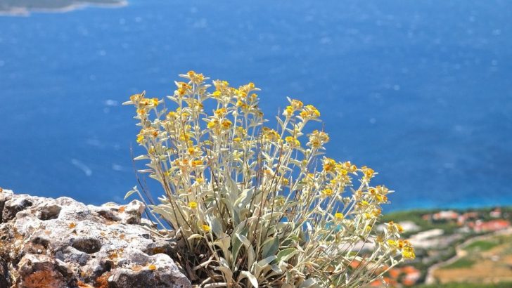 Typische Pflanzen Im Mittelmeerraum: Attraktive Pflanzen Fürs Urlaubsgefühl!