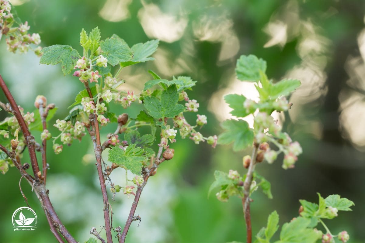 Stachelbeeren Pflanzen Pflegetipps & Sorten Pflanzensache