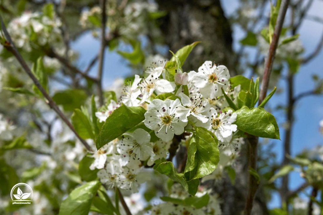 Hängende Wildbirne (Pyrus Salicifolia)