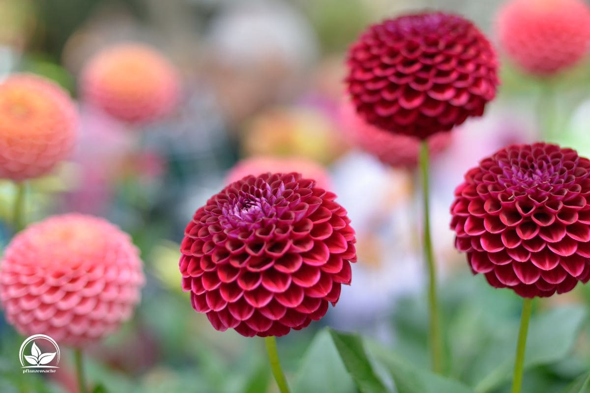 Dahlien Blütezeit Die Beste Blütezeit Für Farbfrohen Dahlien