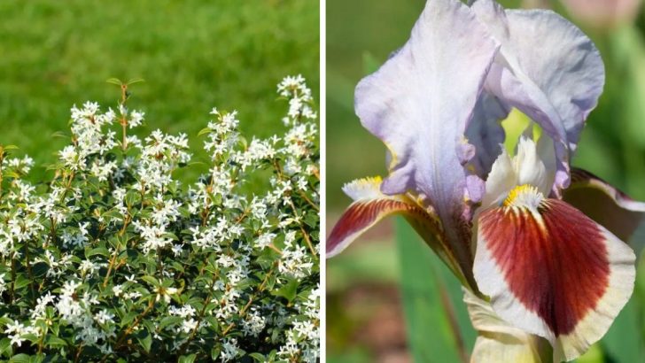 Was Blüht Im April: Die Schönsten Frühlings-Pflanzen Für Den Garten!