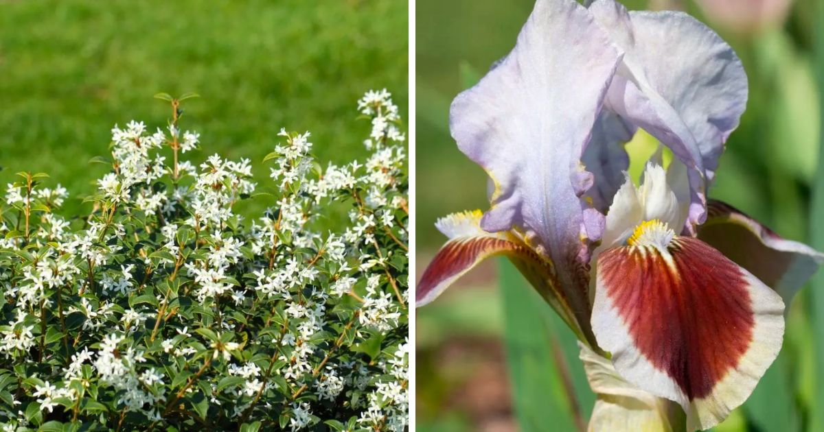 Was Blüht Im April_ Die Schönsten Frühlings-Pflanzen Für Den Garten!