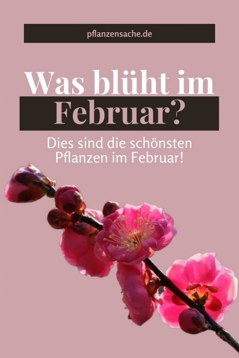 Was Blüht Im Februar Dies Sind Die Schönsten Pflanzen Im Februar!