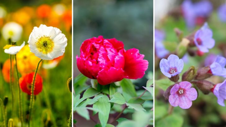 Was Blüht Im Mai: Mit Diesen Pflanzen Wird Der Garten Strahlen!