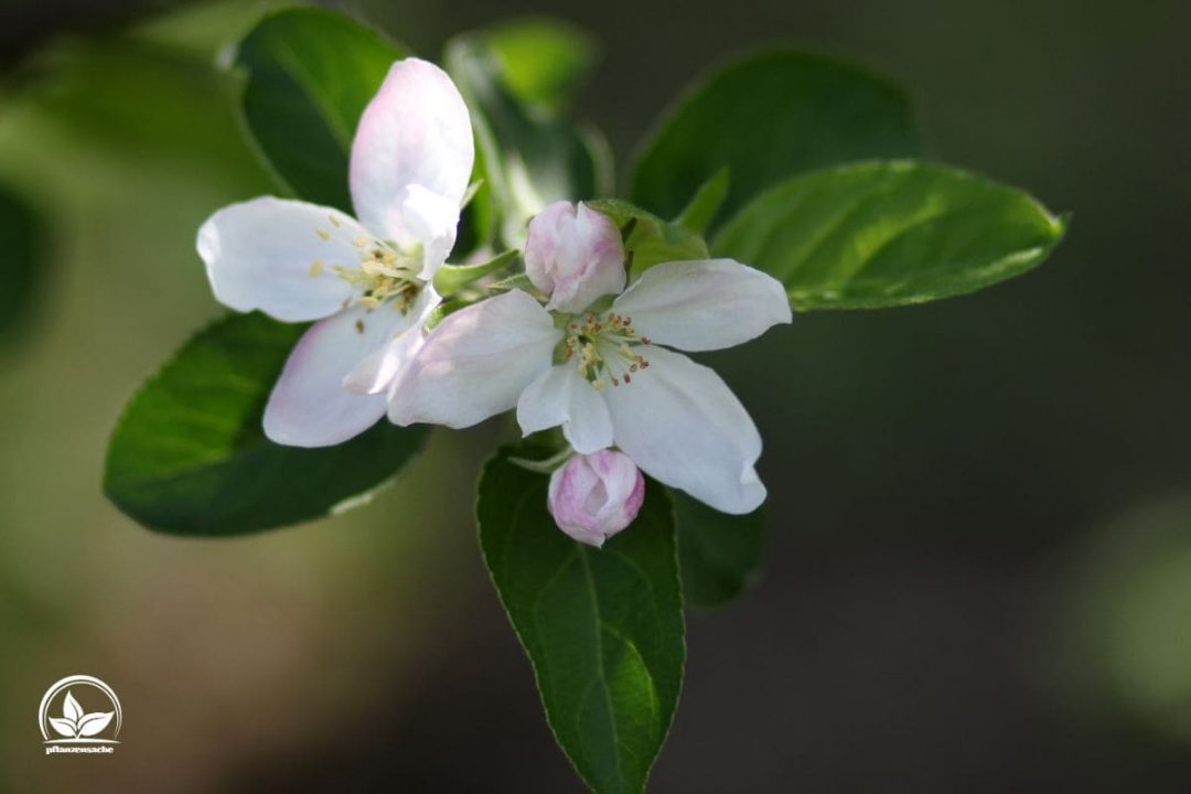 Was Blüht Im März Diese Pflanzen Sind Die Schönsten Frühlingsboten!