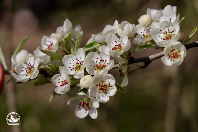 Hängende Wildbirne (Pyrus Salicifolia)