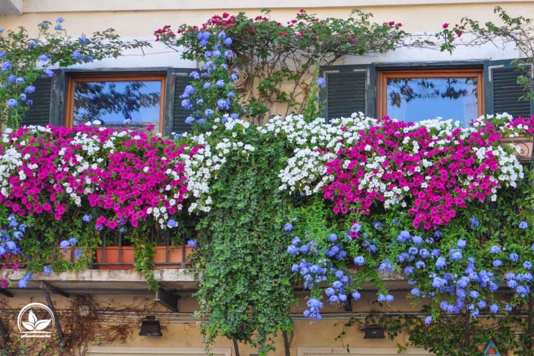 TOP 10 Bienenfreundliche Balkonpflanzen Mit Tipps Für Die Pflege!