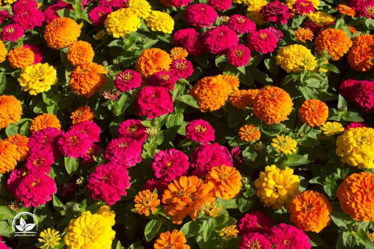 Zinnien Aussäen: Einfache Und Praktische Techniken Zum Aussäen!