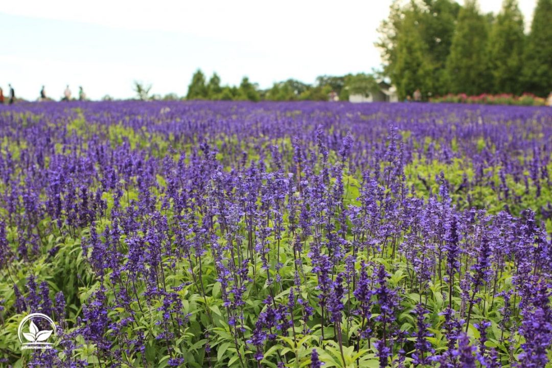 Mehliger Salbei (Salvia Farinacea) Sorte, Pflege, Vermehrung Und Co.!