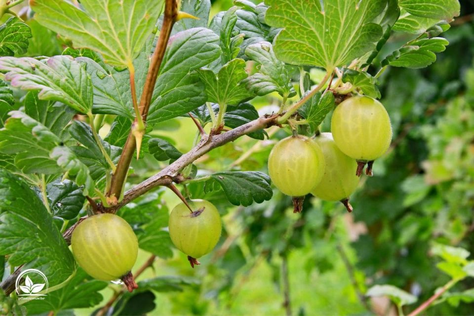 Stachelbeeren Pflanzen Pflegetipps & Sorten Pflanzensache