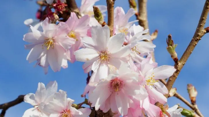 Winterkirsche Als Winterblüher In Ihrem Garten Mit Pflegetipps