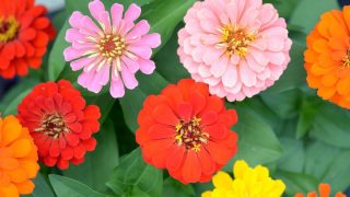 Zinnien Aussäen Einfache Und Praktische Techniken Zum Aussäen!