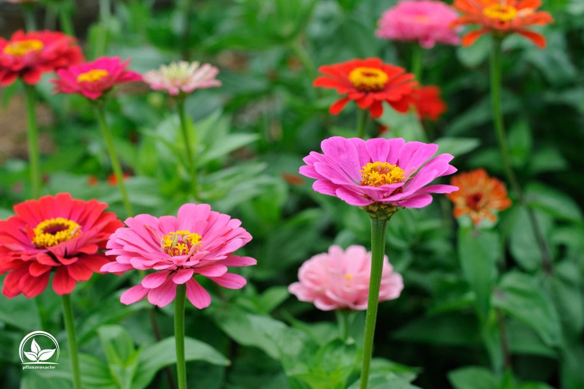Zinnien Aussäen Einfache Und Praktische Techniken Zum Aussäen!