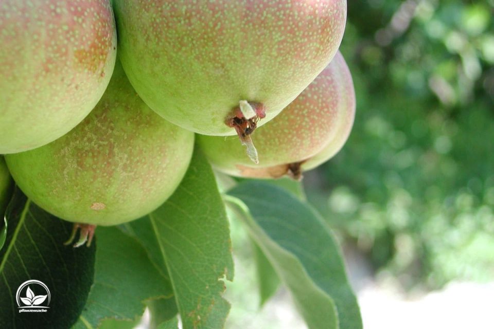 Hängende Wildbirne (Pyrus Salicifolia)
