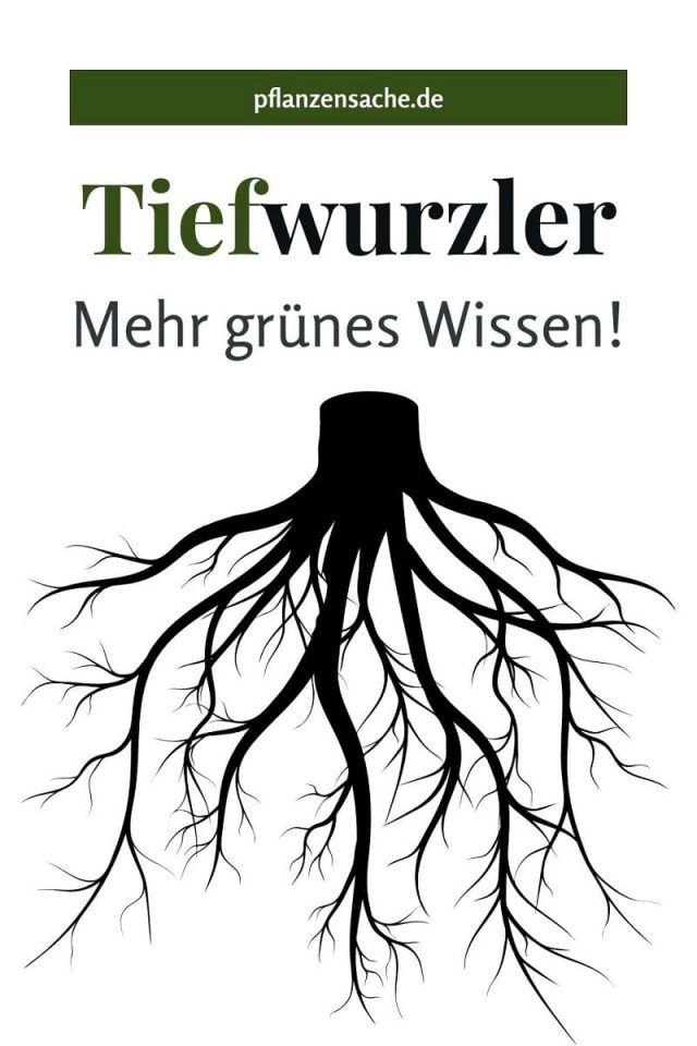 Mehr Grünes Wissen Alles Über Die Tiefwurzler Und Das Wurzelsystem!