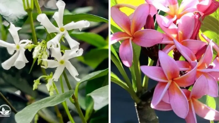 15 Duftende Zimmerpflanzen Für Jeden Raum!