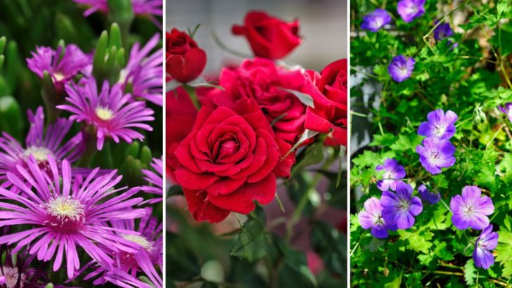 8 Begleitpflanzen Für Rosen: Ideale Rosenbegleiter Für Die Rosenbeete!