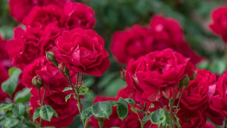 Begleitpflanzen Für Rosen: Ideale Rosenbegleiter Für Die Rosenbeete!