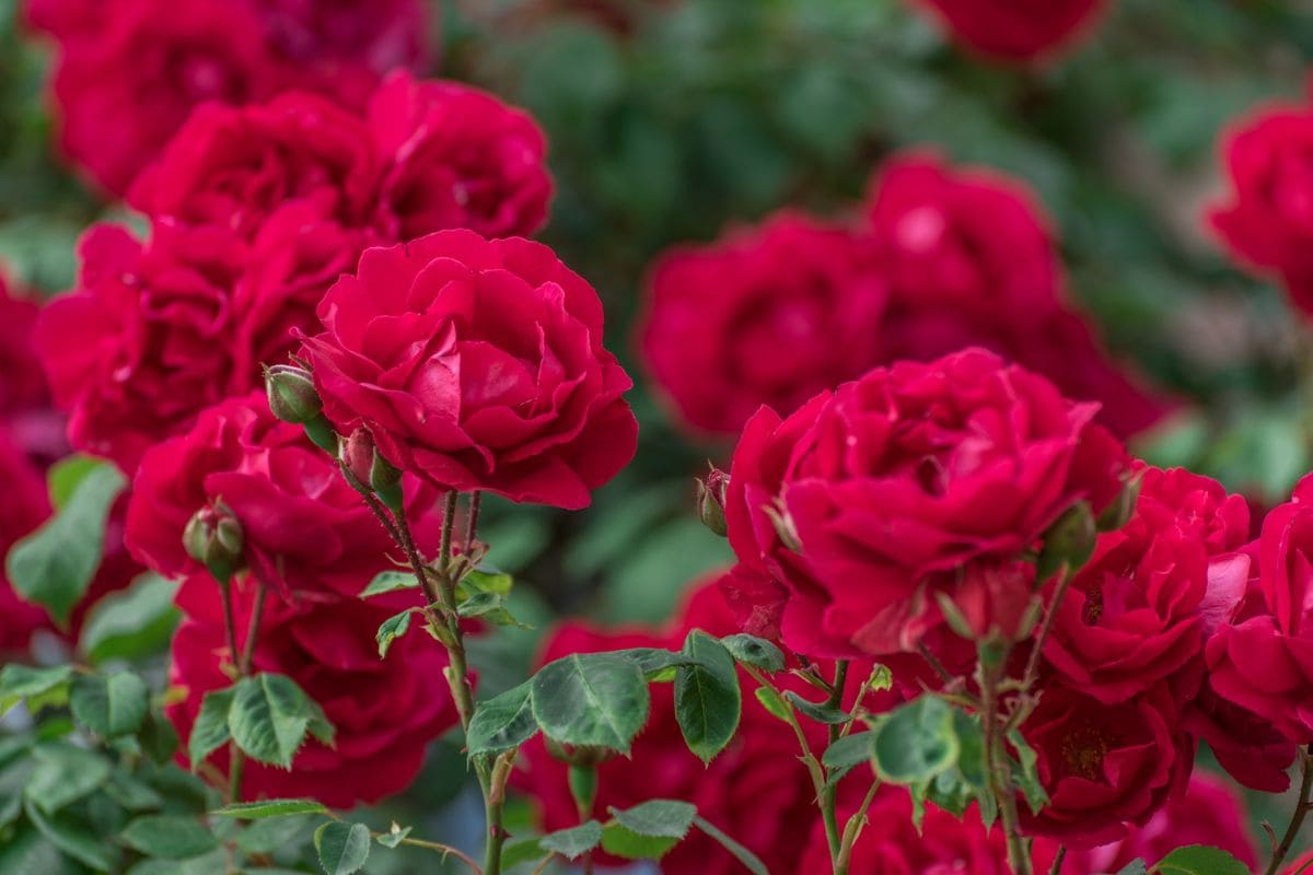 Begleitpflanzen Für Rosen_ Ideale Rosenbegleiter Für Die Rosenbeete!