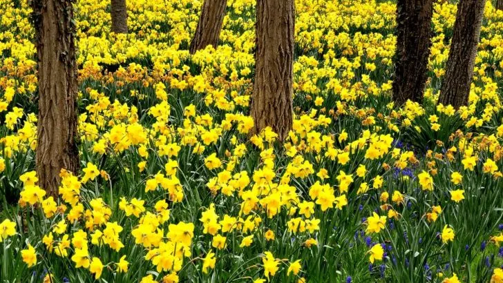 Bepflanzung Unter Bäumen: TOP Tipps Für Die Unterpflanzung Von Bäumen