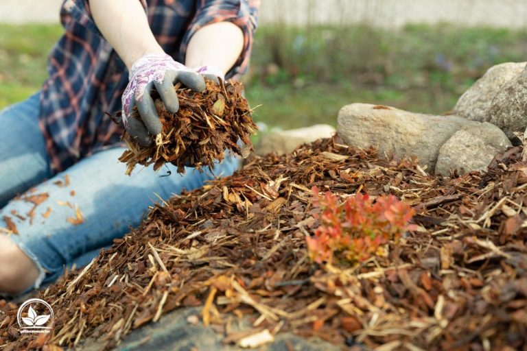 Mehr Grünes Wissen Welche Pflanzen Vertragen Rindenmulch Nicht?