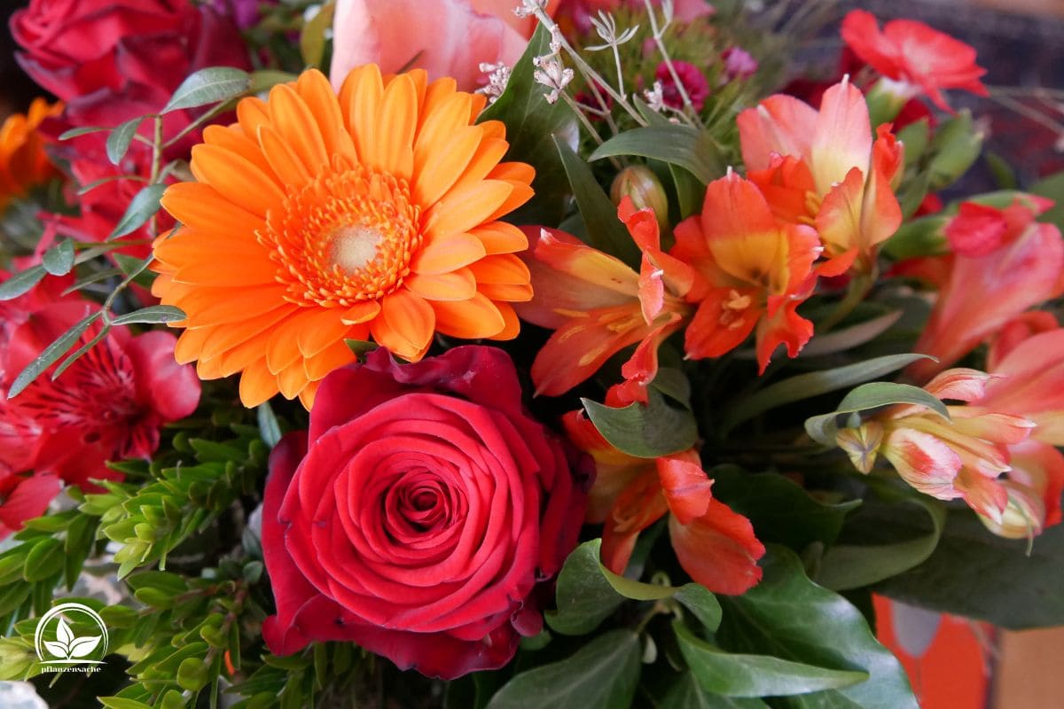 Geburtstagssprüche Blumen Die Schönsten Worte Zum Blumigen Geschenk