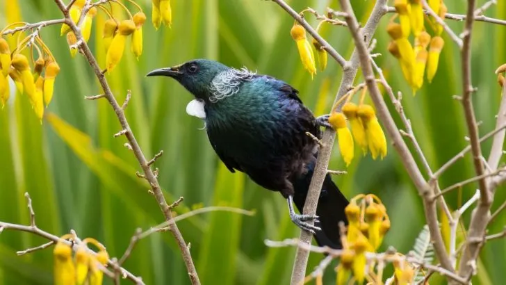 Heimische Sträucher Für Vögel Und Insekten Im Übersicht!