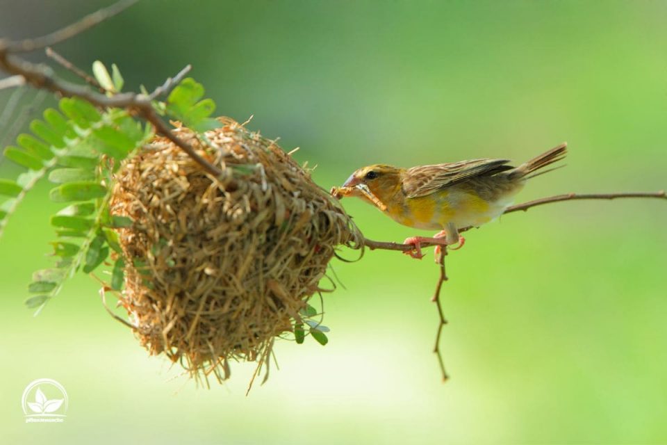 Heimische Sträucher Für Vögel Und Insekten Im Übersicht! Pflanzensache