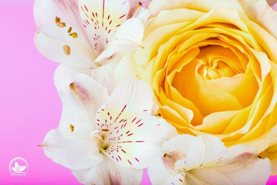 Geburtstagssprüche Blumen Die Schönsten Worte Zum Blumigen Geschenk