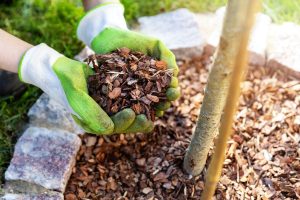 Mehr Grünes Wissen_ Welche Pflanzen Vertragen Rindenmulch Nicht_
