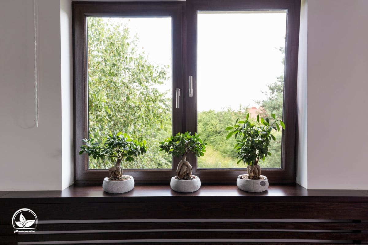 TOP 5 Pflanzen Fürs Nordfenster Diese Gewächse Lieben Schatten!