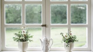 TOP 5 Pflanzen Fürs Nordfenster Diese Gewächse Lieben Schatten!