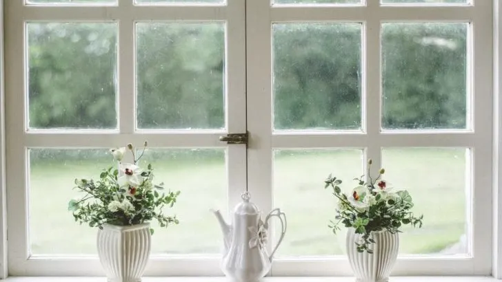 TOP 5 Pflanzen Fürs Nordfenster: Diese Gewächse Lieben Schatten!