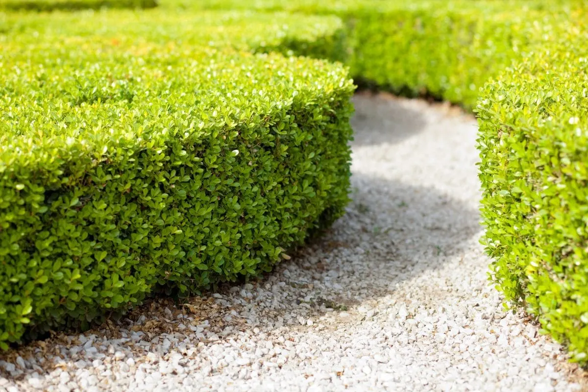 TOP 9 Ungiftige Heckenpflanzen_ Bedenkenlos Im Garten Spielen!