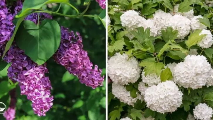 Top 15 Duftende Gartenpflanzen Mit Tollen Pflegetipps