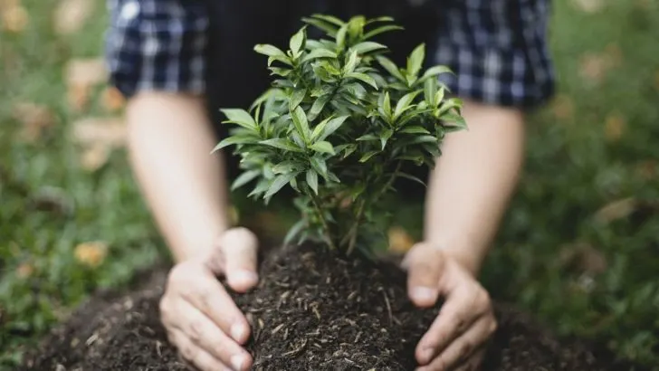 Wann Baum Pflanzen: Die Richtige Pflanzzeit Für Bäume!