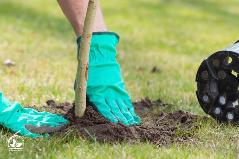 Wann Baum Pflanzen Die Richtige Pflanzzeit Für Bäume!