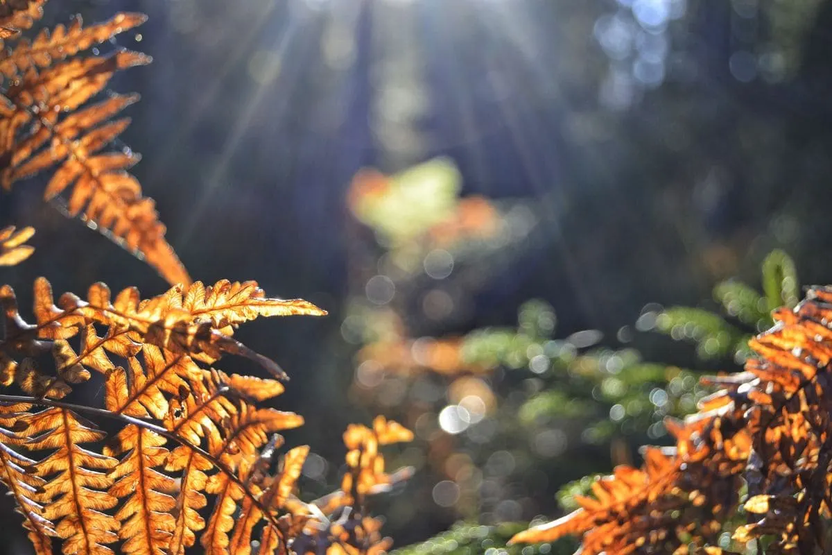 Was Blüht Im Oktober_ Fröhliche Farben Mit Herbstblüher