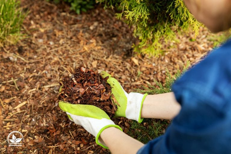 51+ Welche Pflanzen Vertragen Rindenmulch, Welche pflanzen vertragen