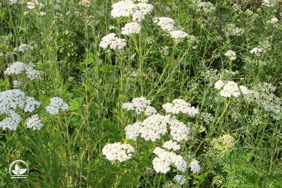 Heimische Sträucher Für Vögel Und Insekten Im Übersicht! Pflanzensache