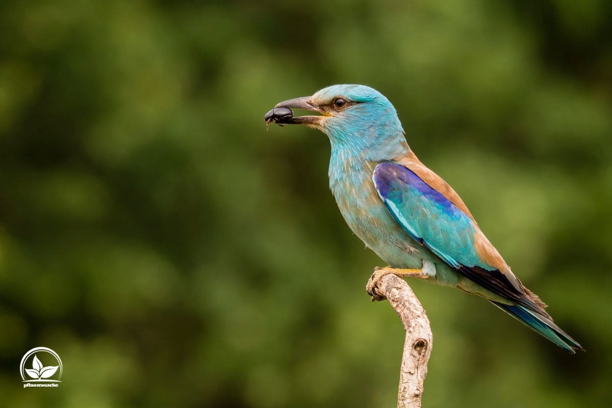 Heimische Sträucher Für Vögel Und Insekten Im Übersicht! Pflanzensache