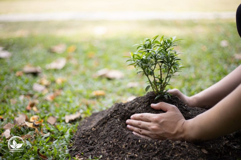 Wann Baum Pflanzen Die Richtige Pflanzzeit Für Bäume!