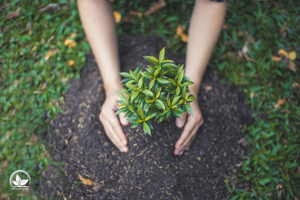 Wann Baum Pflanzen Die Richtige Pflanzzeit Für Bäume!