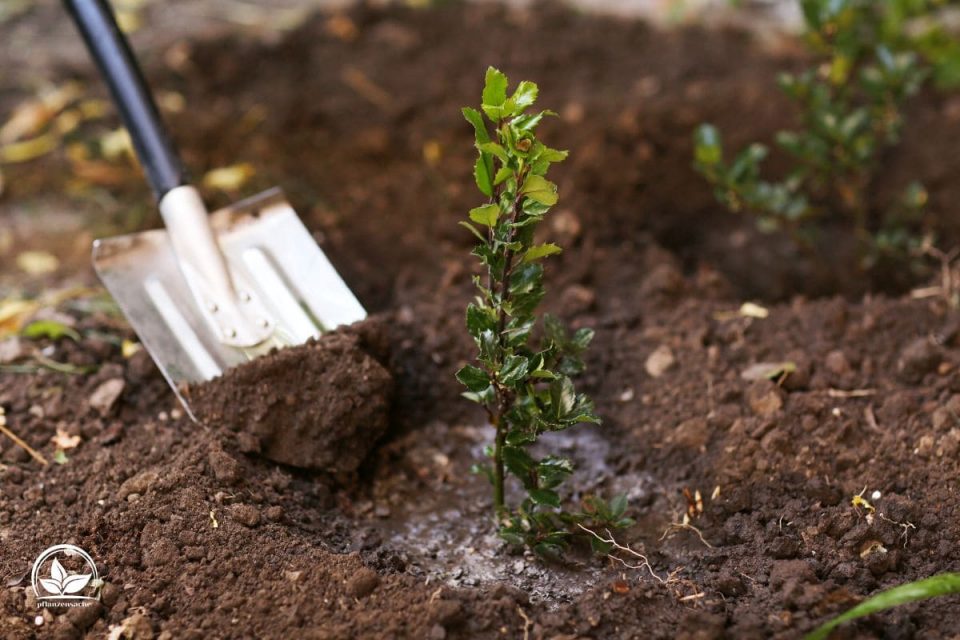 Wann Baum Pflanzen Die Richtige Pflanzzeit Für Bäume!