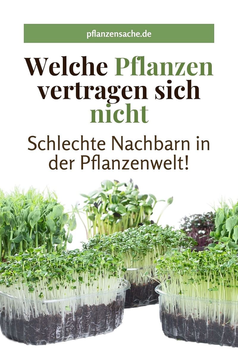 Welche Pflanzen Vertragen Sich Nicht Schlechte Nachbarn In Pflanzenwelt!