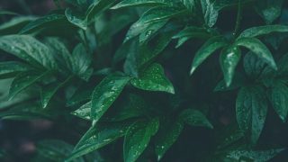 33+ Welche Pflanzen Vertragen Sich Nicht Mit Thuja, Veilchen,
