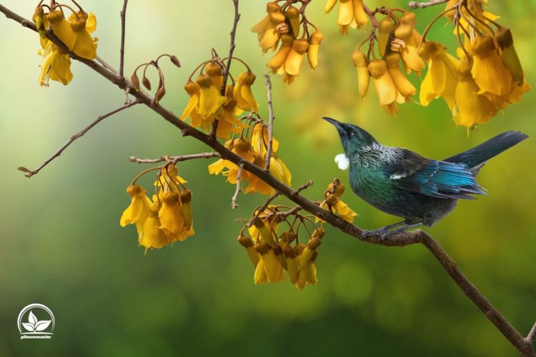Heimische Sträucher Für Vögel Und Insekten Im Übersicht! Pflanzensache