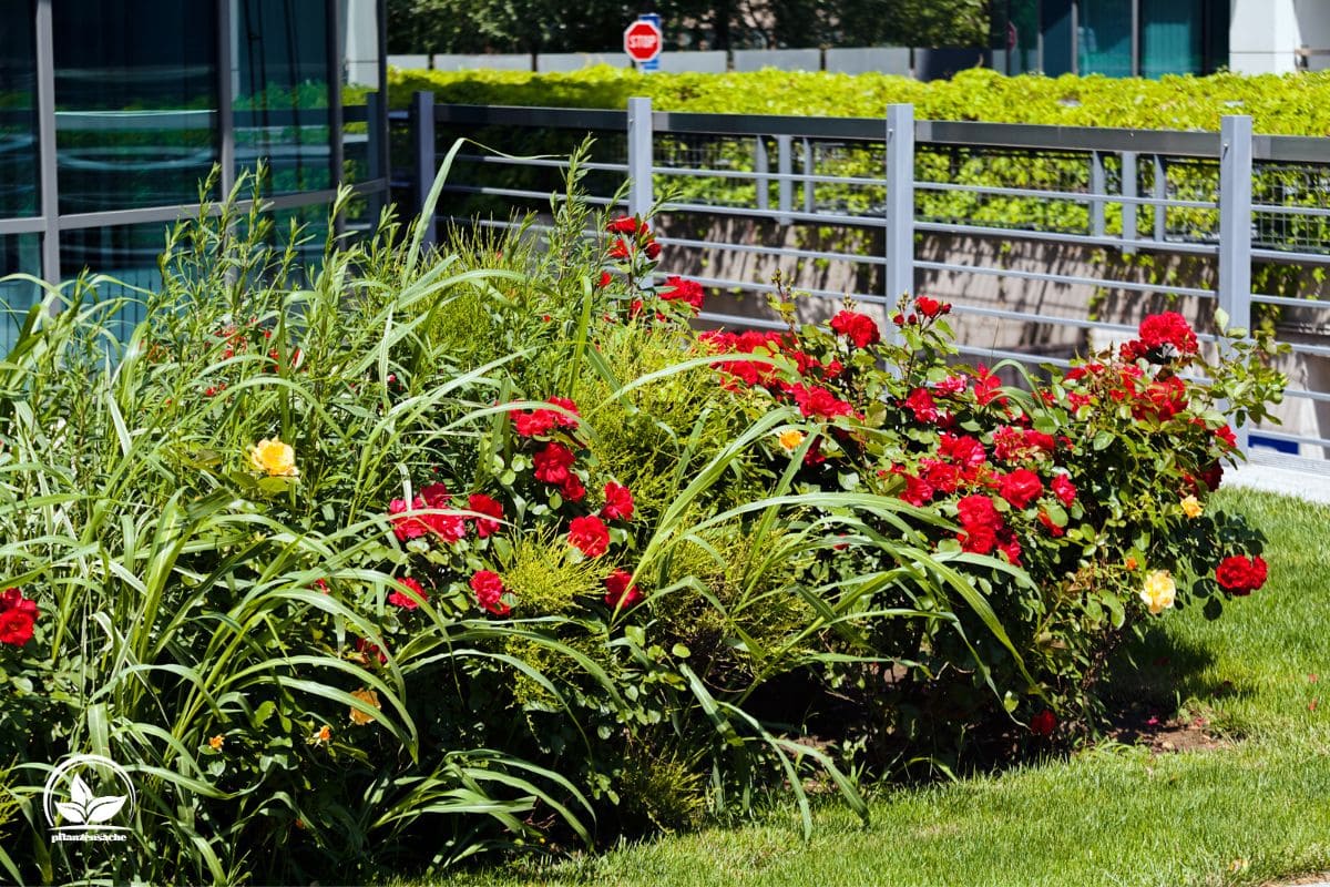 Begleitpflanzen Für Rosen Ideale Rosenbegleiter Für Die Rosenbeete