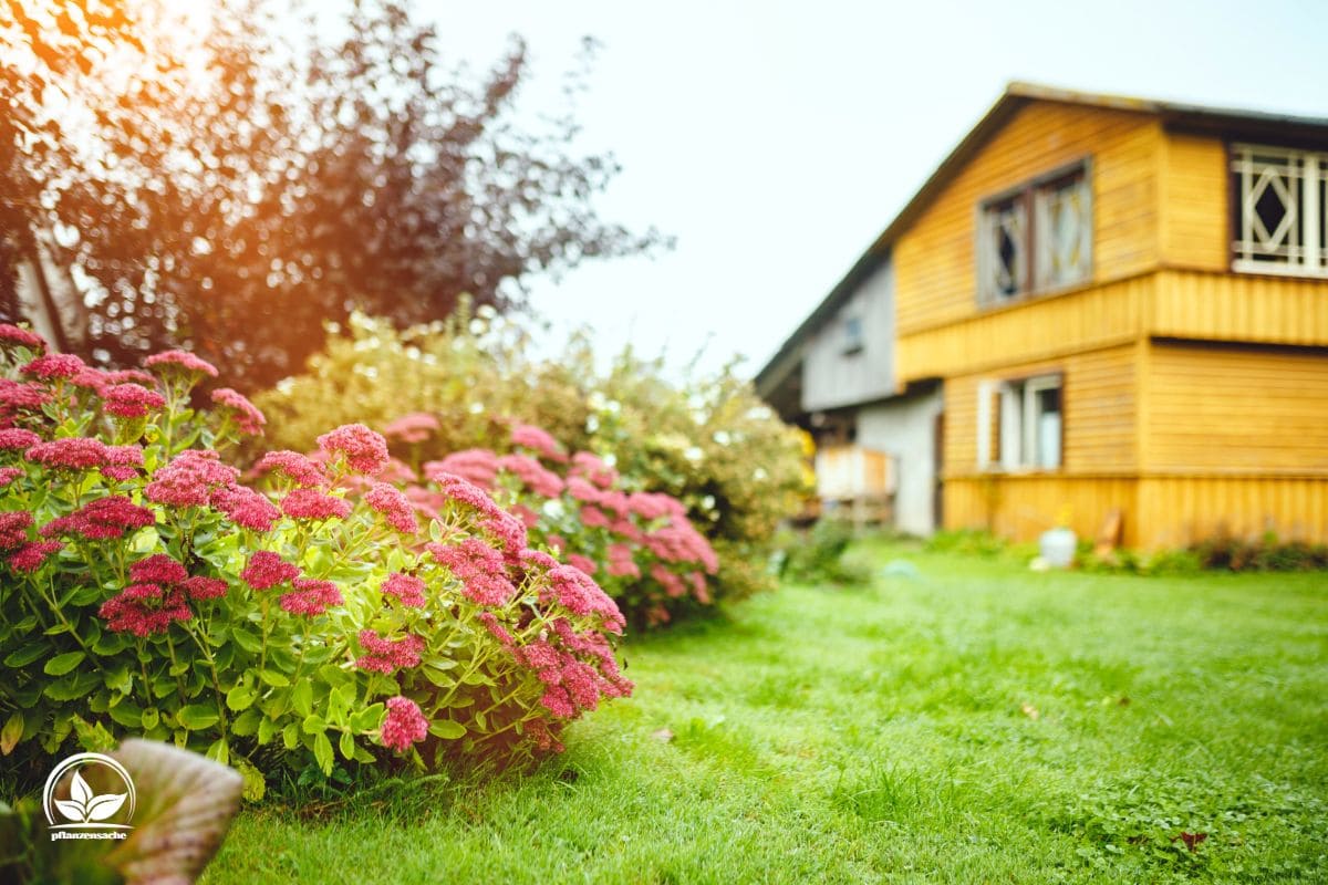 Heimische Sträucher Für Vögel Und Insekten Im Übersicht! Pflanzensache
